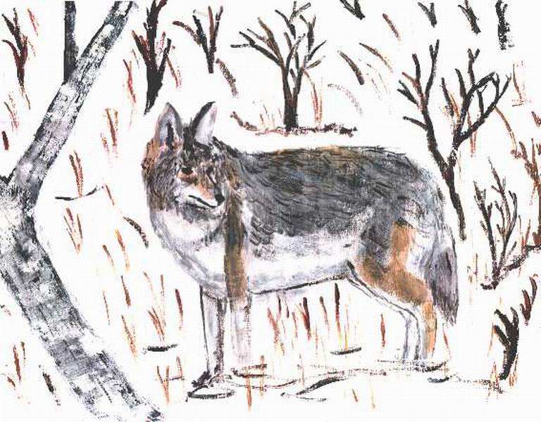 Winter Coyote