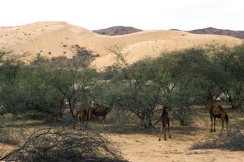 Acacia (ignore the camels)