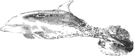 Dolphin