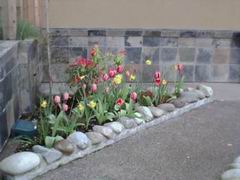 Spring Flowers